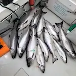 Lake Ontario fish